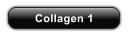 Collagen 1